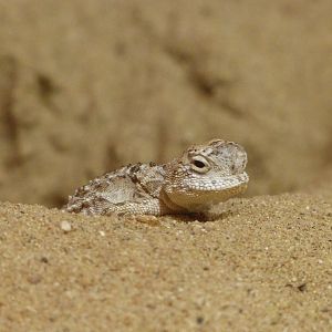 Przewalski's toadhead agama -Zoo Praha (2025)