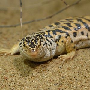 Gobi racerunner -Zoo Praha (2025)