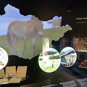 Display about Przewalski's horse conservation -Zoo Praha (2025)