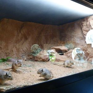 Mongolian gerbil exhibit -Zoo Praha (2025)
