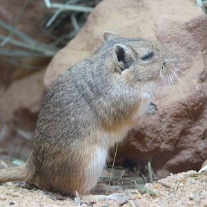 Mongolian gerbil -Zoo Praha (2025)