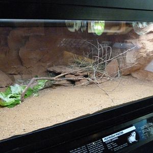 Steppe lemming exhibit -Zoo Praha (2025)