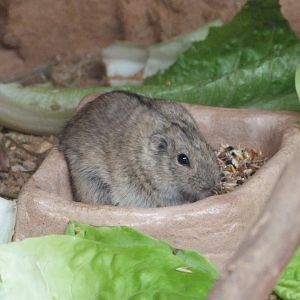 Steppe lemming -Zoo Praha (2025)