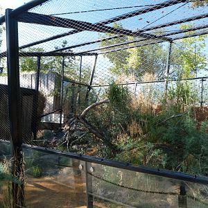 Siberian Pallas' cat exhibit -Zoo Praha (2025)
