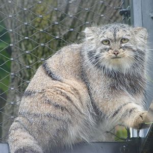 Siberian Pallas' cat -Zoo Praha (2025)