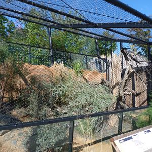 Siberian Pallas' cat exhibit -Zoo Praha (2025)