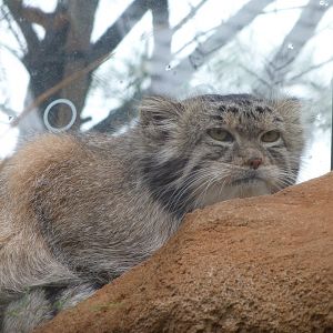 Siberian Pallas' cat -Zoo Praha (2025)