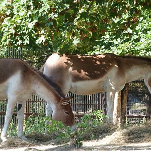 Eastern kiangs -Zoo Praha (2025)