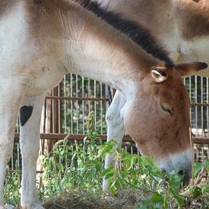 Eastern kiang -Zoo Praha (2025)