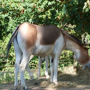 Eastern kiang -Zoo Praha (2025)