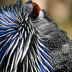 Vulturine guinea fowl