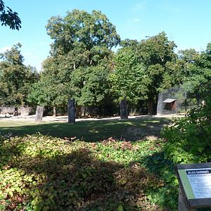 Burmese brow-antlered deer exhibit -Zoo Praha (2025)