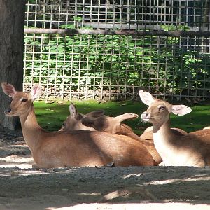 Burmese brow-antlered deer -Zoo Praha (2025)