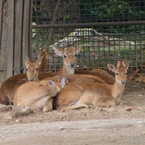 Burmese brow-antlered deer -Zoo Praha (2025)
