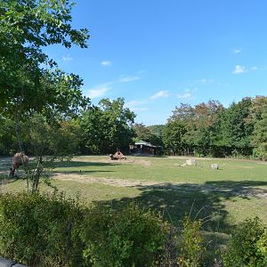 Bactrian camel exhibit -Zoo Praha (2025)