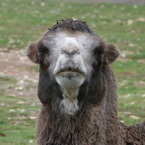 Bactrian camel -Zoo Praha (2025)