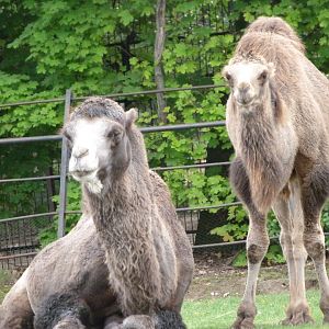 Bactrian camels -Zoo Praha (2025)
