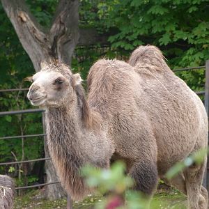 Bactrian camel -Zoo Praha (2025)