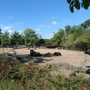 American plains bison and Giant Canada goose exhibit -Zoo Praha (2025)