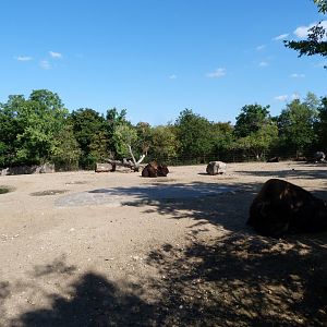 American plains bison and Giant Canada goose exhibit -Zoo Praha (2025)