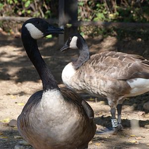 Giant Canada goose -Zoo Praha (2025)