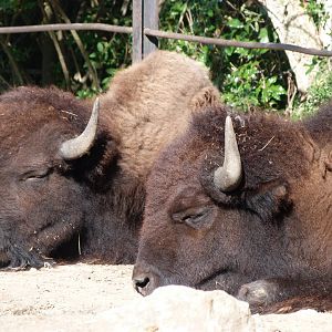 American plains bisons -Zoo Praha (2025)