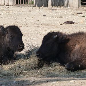 American plains bisons -Zoo Praha (2025)