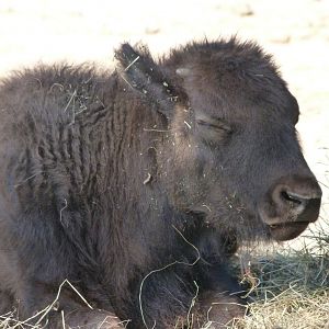 American plains bison -Zoo Praha (2025)