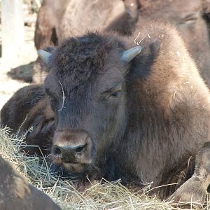 American plains bison -Zoo Praha (2025)