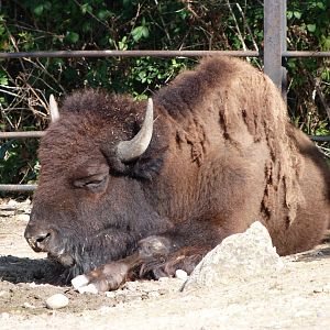 American plains bison -Zoo Praha (2025)
