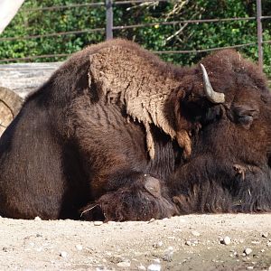 American plains bison -Zoo Praha (2025)