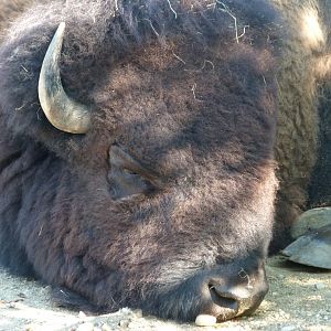 American plains bison -Zoo Praha (2025)