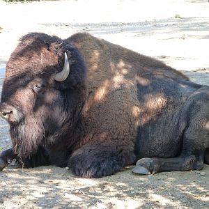 American plains bison -Zoo Praha (2025)