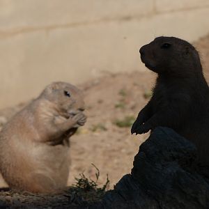 Black-tailed prairie dogs -Zoo Praha (2025)