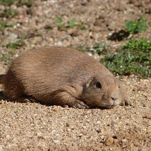 Black-tailed prairie dog -Zoo Praha (2025)