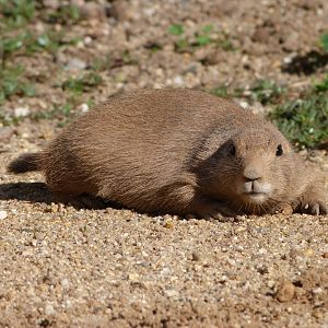 Black-tailed prairie dog -Zoo Praha (2025)