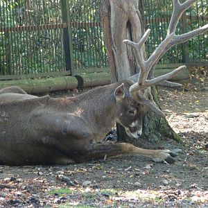 White-lipped deer -Zoo Praha (2025)