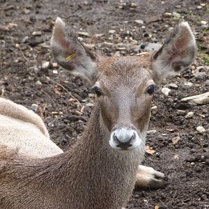 White-lipped deer -Zoo Praha (2025)