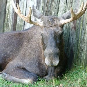European elk -Zoo Praha (2025)