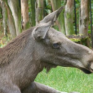 European elk -Zoo Praha (2025)