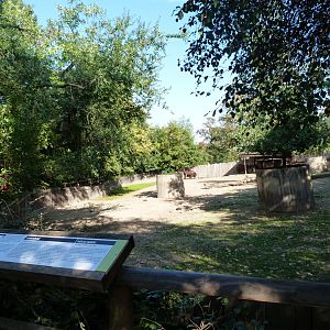 European bison exhibit -Zoo Praha (2025)