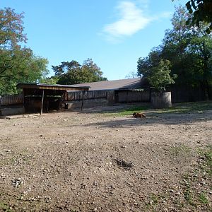 European bison exhibit -Zoo Praha (2025)