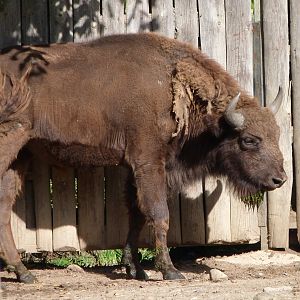 European bison -Zoo Praha (2025)