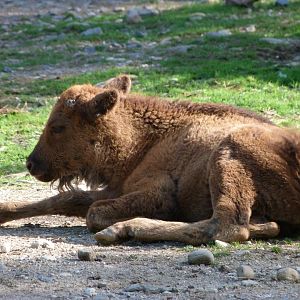European bison -Zoo Praha (2025)