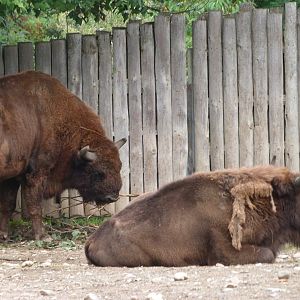 European bisons -Zoo Praha (2025)