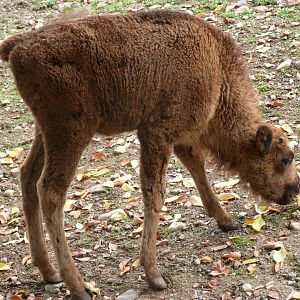 European bison -Zoo Praha (2025)