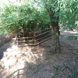 European forest reindeer exhibit -Zoo Praha (2025)