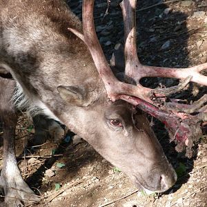European forest reindeer -Zoo Praha (2025)