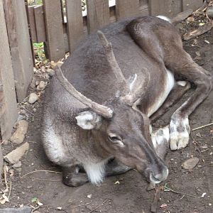 European forest reindeer -Zoo Praha (2025)