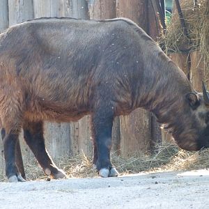 Mishmi takin -Zoo Praha (2025)